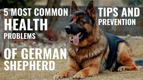 10 Common German Shepherd Health Problems Youtube