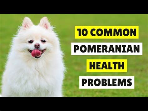 10 Common Health Problems In Pomeranians And How To Prevent Them Youtube