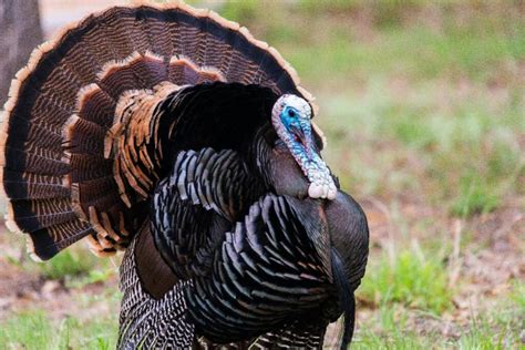 10 Facts About Turkeys