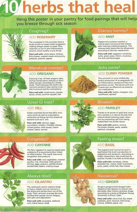 10 Herbs That Can Heal