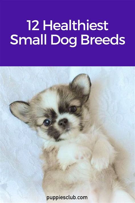 12 Healthiest Small Dog Breeds Puppies Club