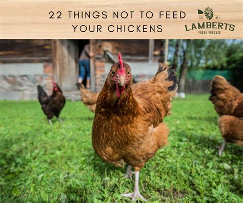 22 Things Not To Feed Your Chickens Lamberts Fresh Produce