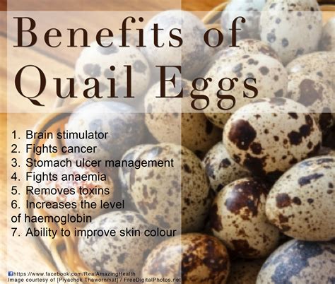 23 Benefits Of Quail Eggs