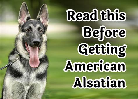 28 Things To Think About Before Getting An American Alsatian