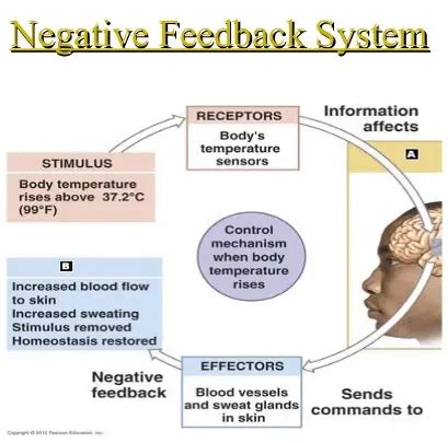 3 Components Of Negative Feedback