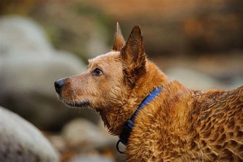 30 Healthiest Dog Breeds With Long Lifespans And Science Of Dogs Amp 39 Aging