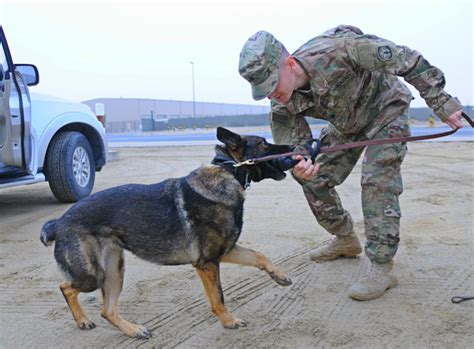 31K Military Working Dog Handler