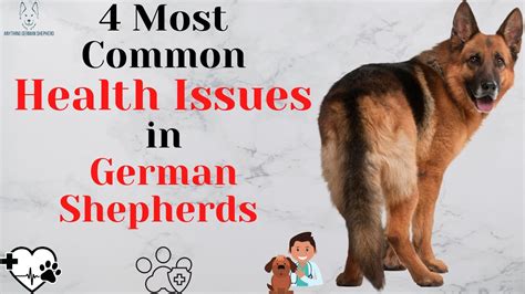 4 Most Common German Shepherd Health Problems