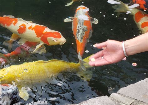 5 Benefits Of Hand Feeding Your Koi Fish Petting Tips