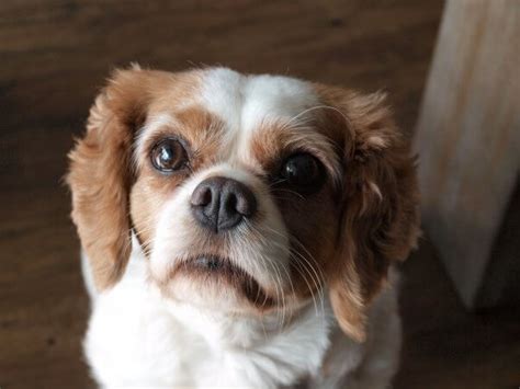 5 Illnesses Cavalier King Charles Spaniels Often Have Peta