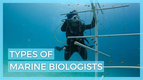 5 Types Of Marine Biologists Careers In Marine Biology