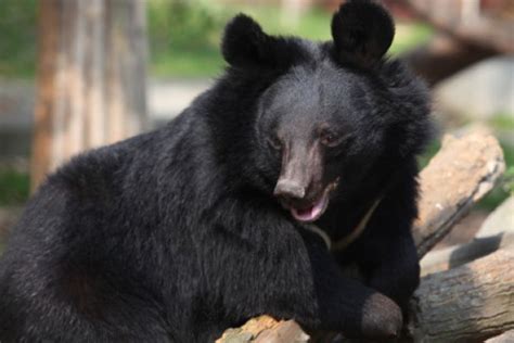 5 Ways You Can Help Animals Asia End Bear Bile Farming One Green Planet