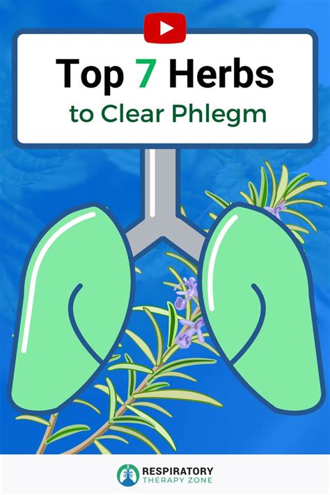 7 Best Herbs To Get Rid Of Constant Phlegm And Mucus In Your Throat