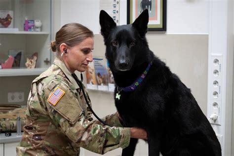 7 Things To Know About Being A Military Veterinarian Military Com