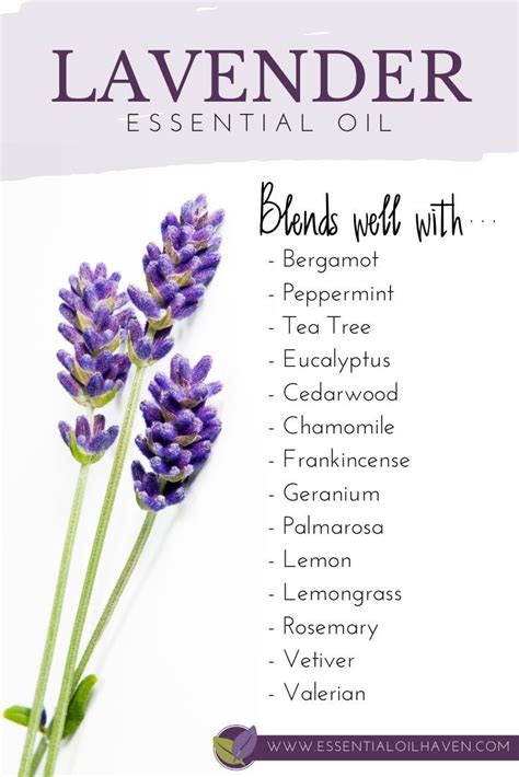 8 Health Benefits Of Lavender Essential Oil How To Use It Lavender Row Limited