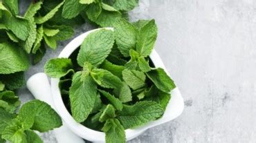 8 Powerful Benefits Of Mint Leaves You Can T Ignore Healthshots