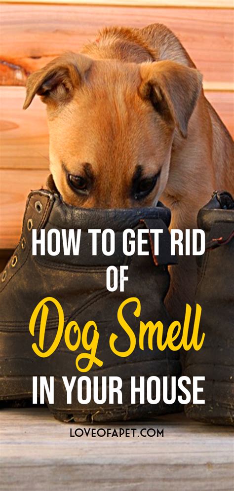 A Beginner S Guide To Get Rid Of Dog Smell In Your House Love Of A