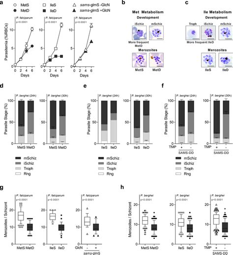 Aa Availability Impacts Parasite Intra Erythrocytic Development And