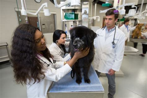 Accessible Veterinary Care School Of Veterinary Medicine