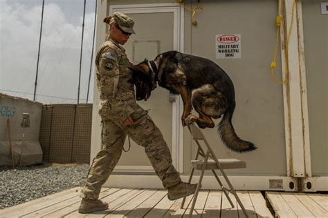 Air Force Dog Handler Mos