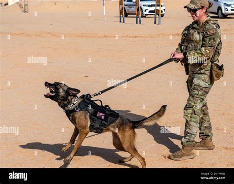 Air Force K9 Handler Reddit