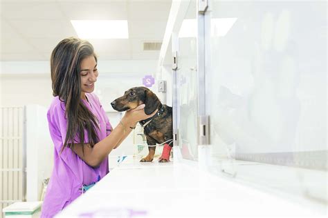 Alliance Animal Health Careers