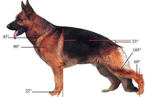 Alsatian Common Health Problems