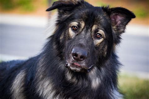 American Alsatian History Temperament Care Training Feeding Amp Pictures