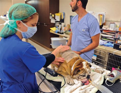 Animal Emergency Clinic