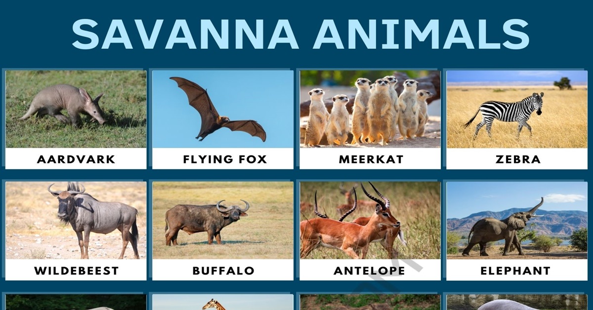 Animals Found In The Savanna