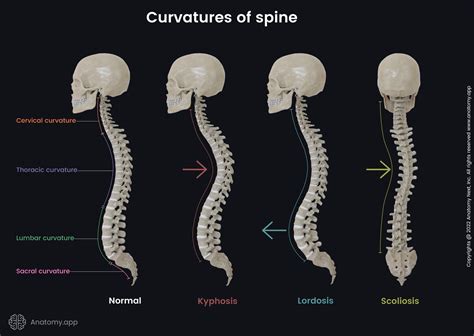 Anterior Curve Of The Spine