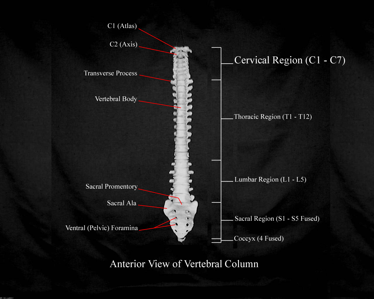 Anterior Vertebral Column Development