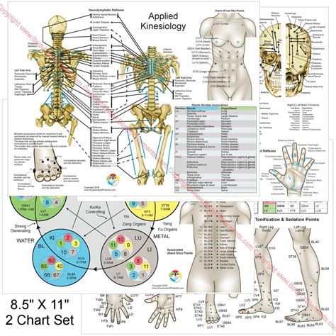 Applied Kinesiology Chart Set 8 5 X 11 Body Of Elements