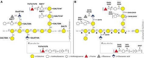 Arabinogalactan Function