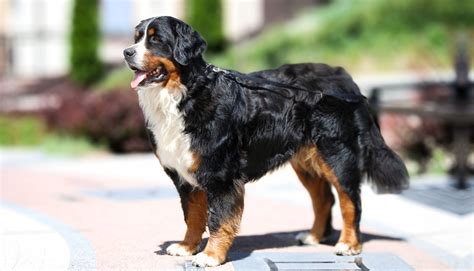 Are Bernese Mountain Dogs Protective