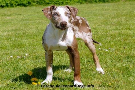 Are Catahoula Leopard Dogs Rare