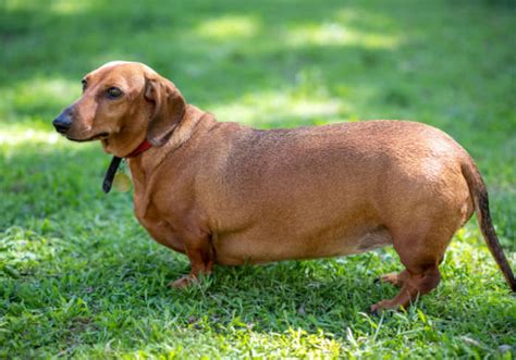 Are Dachshunds Healthy