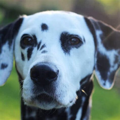 Are Dalmatians Dangerous To Humans