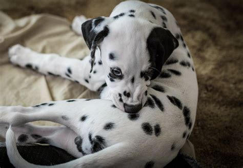 Are Dalmatians Dangerous