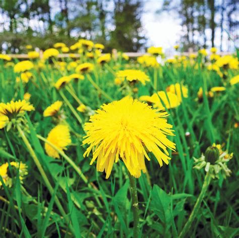 Are Dandelions Poisonous