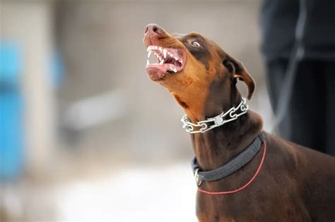 Are Doberman Pinscher Dangerous