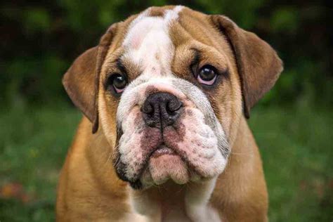 Are English Bulldogs Dangerous