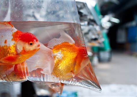 Are Goldfish Healthy