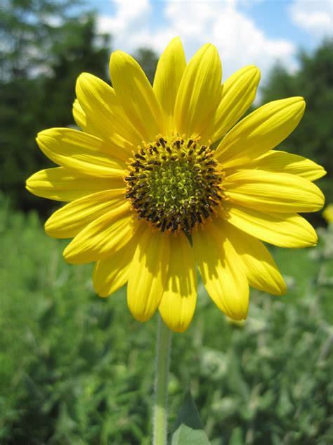 Ashy Sunflower