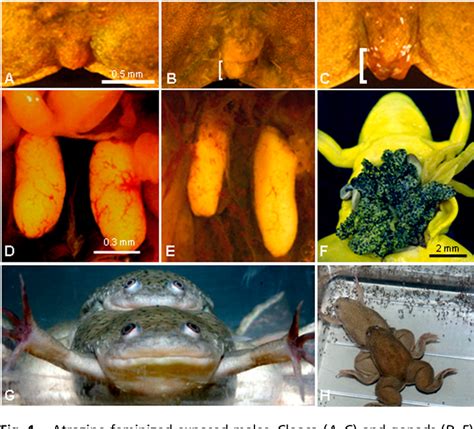 Atrazine Frogs