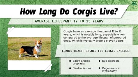 Average Lifespan Of A Corgi