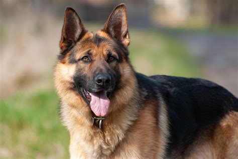 Average Lifespan Of German Shepherd