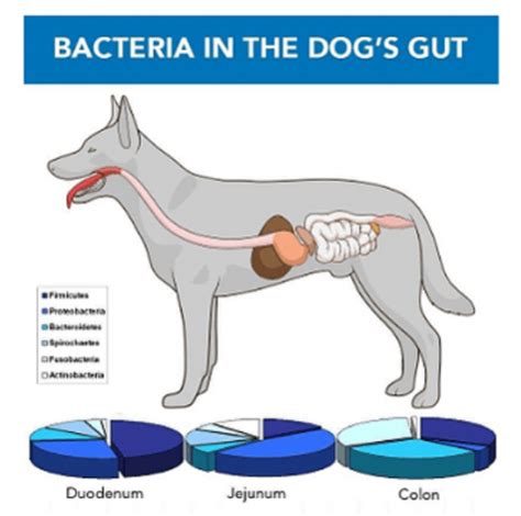 Bad Gut Bacteria Dog Lick