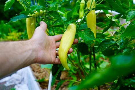 Banana Peppers Pregnancy