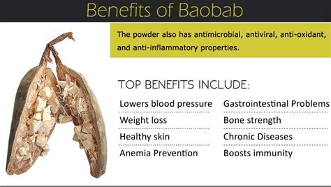 Baobab Benefits For Weight Loss